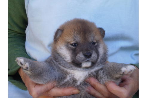 成約済の三重県の柴犬-70693の1枚目