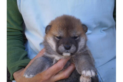 成約済の三重県の柴犬-70693の2枚目