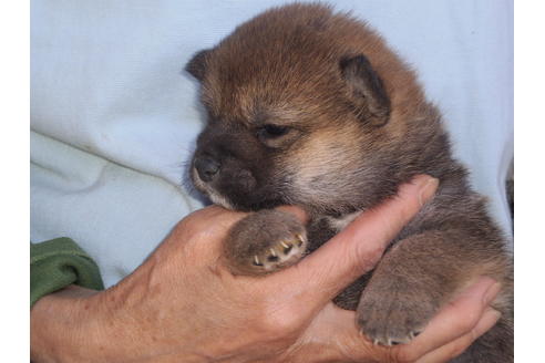 成約済の三重県の柴犬-70697の3枚目