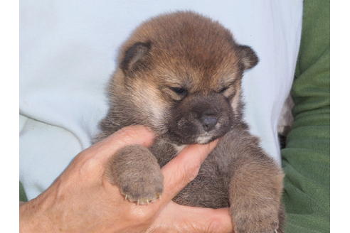 成約済の三重県の柴犬-70697の2枚目