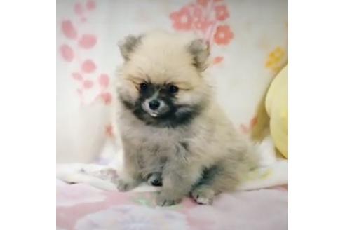 北海道のポメラニアン 男の子 19 03 12生まれ ウルフセーブル 子犬id ブリーダーナビ