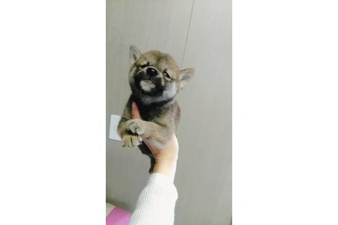 成約済の山口県の柴犬-70771