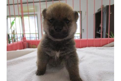 成約済の岡山県の柴犬-70788の2枚目