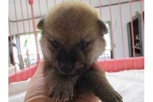 成約済の岡山県の柴犬-70788の1枚目