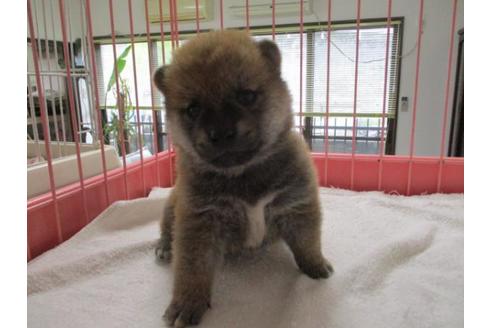 成約済の岡山県の柴犬-70789の2枚目