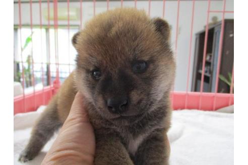 成約済の岡山県の柴犬-70789の1枚目