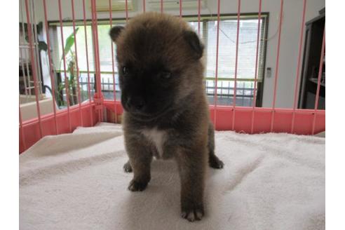 成約済の岡山県の柴犬-70790の2枚目