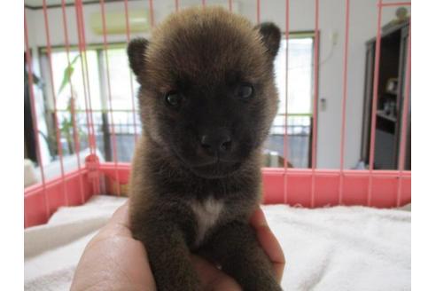 成約済の岡山県の柴犬-70790の1枚目