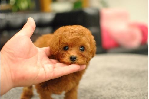 成約済の茨城県のトイプードル-70798の1枚目