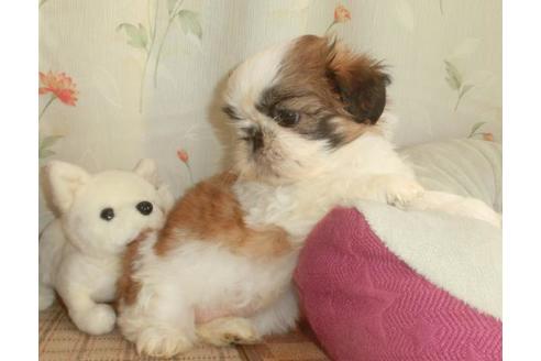 成約済の茨城県のシーズー-70827の5枚目