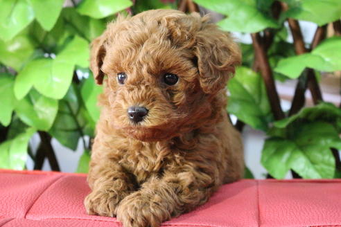 成約済の京都府のトイプードル-70854の1枚目