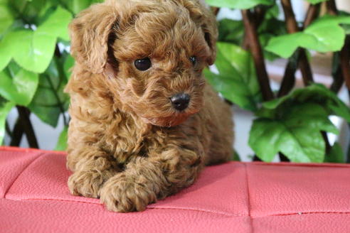 成約済の京都府のトイプードル-70854の4枚目