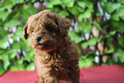 成約済の京都府のトイプードル-70854の3枚目