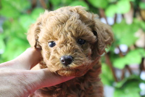 成約済の京都府のトイプードル-70854の2枚目