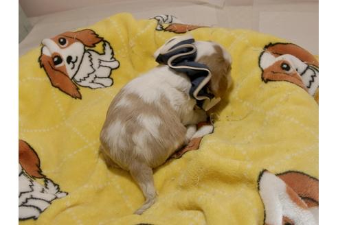 成約済の埼玉県のキャバリアキングチャールズスパニエル-70882の15枚目