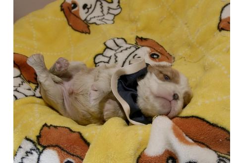 成約済の埼玉県のキャバリアキングチャールズスパニエル-70882の14枚目