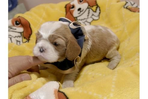 成約済の埼玉県のキャバリアキングチャールズスパニエル-70882の12枚目