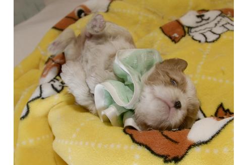 成約済の埼玉県のキャバリアキングチャールズスパニエル-70883の19枚目