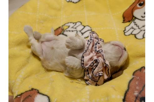 成約済の埼玉県のキャバリアキングチャールズスパニエル-70884の9枚目