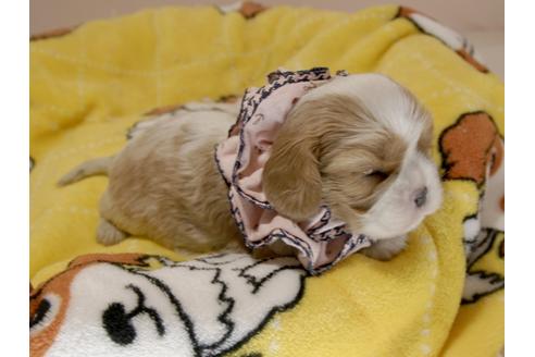 成約済の埼玉県のキャバリアキングチャールズスパニエル-70884の7枚目