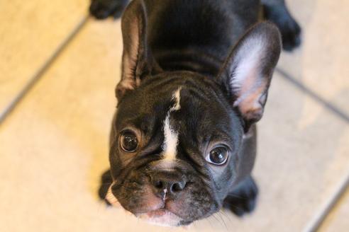 成約済の愛知県のフレンチブルドッグ-68193の25枚目
