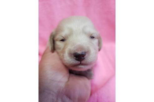 成約済の愛知県のミニチュアダックスフンド(ロングヘアード)-70525の2枚目