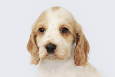 神奈川県のイングリッシュコッカースパニエル 男の子 2019 03 18生まれ オレンジローン 子犬id 69048 ブリーダーナビ