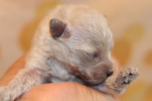 成約済の愛知県のトイプードル-70899の37枚目