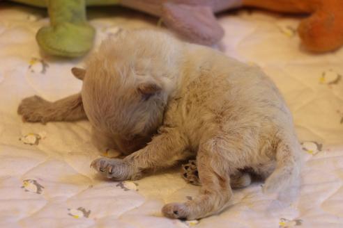 成約済の愛知県のトイプードル-70899の36枚目