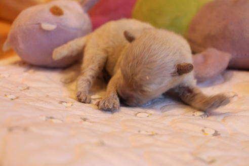 成約済の愛知県のトイプードル-70899の35枚目