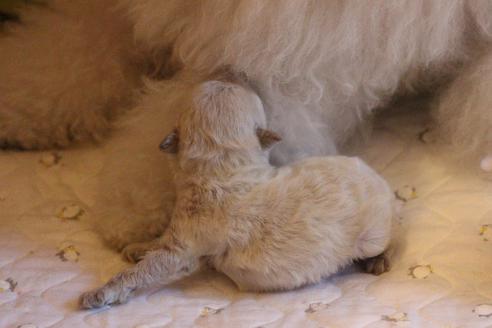 成約済の愛知県のトイプードル-70899の34枚目