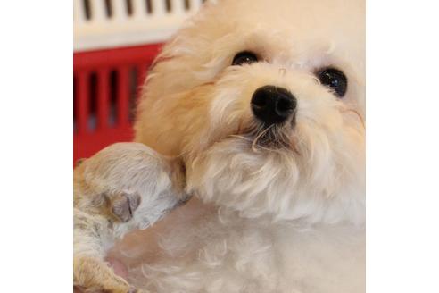 成約済の愛知県のトイプードル-70899の33枚目