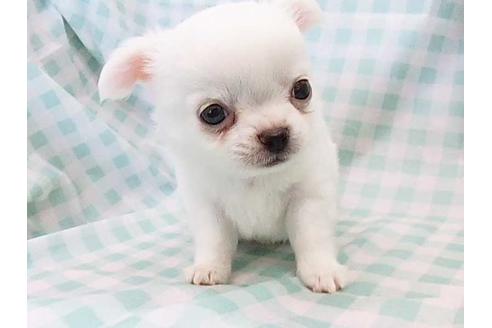 成約済の福岡県のチワワ(ロングコート)-70898