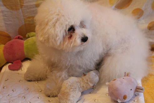 成約済の愛知県のトイプードル-70899の32枚目