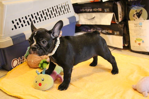 成約済の愛知県のフレンチブルドッグ-68193の24枚目