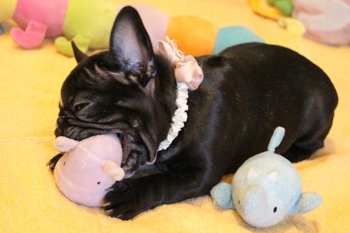 成約済の愛知県のフレンチブルドッグ-68193の23枚目