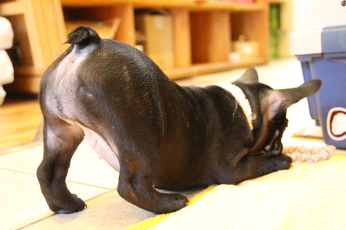 成約済の愛知県のフレンチブルドッグ-68193の22枚目