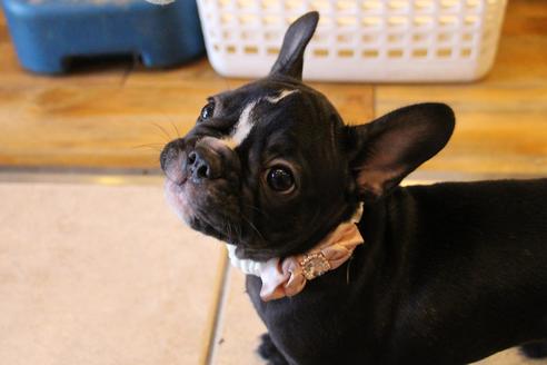 成約済の愛知県のフレンチブルドッグ-68193の21枚目