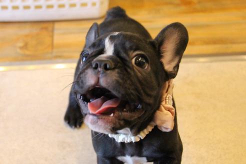 成約済の愛知県のフレンチブルドッグ-68193の20枚目