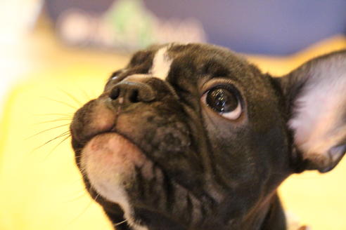 成約済の愛知県のフレンチブルドッグ-68193の19枚目