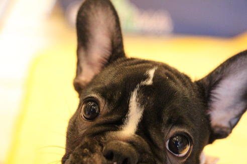 成約済の愛知県のフレンチブルドッグ-68193の18枚目