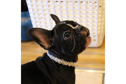 成約済の愛知県のフレンチブルドッグ-68193の17枚目