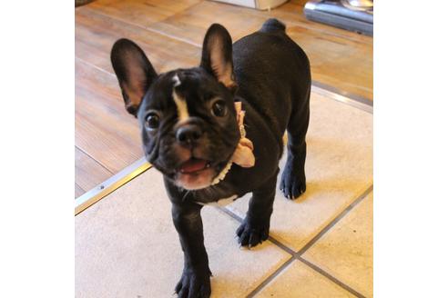 成約済の愛知県のフレンチブルドッグ-68193の16枚目