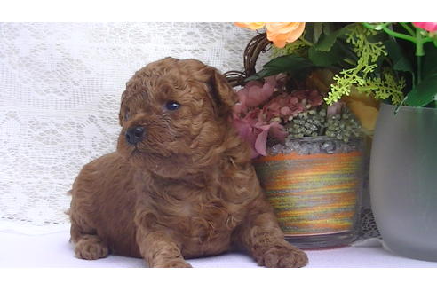 成約済の福岡県のタイニープードル-70253