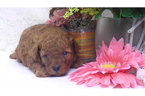 成約済の福岡県のタイニープードル-70254の5枚目