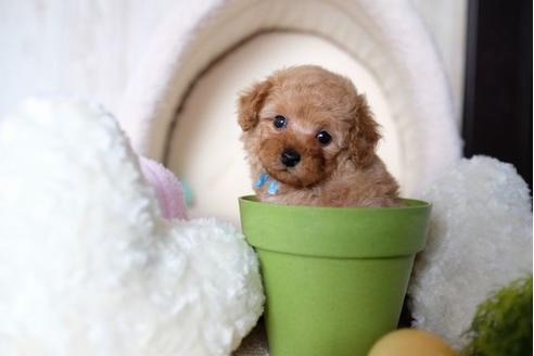 成約済の滋賀県のトイプードル-70421