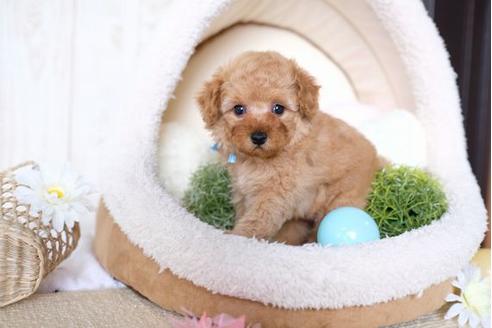 成約済の滋賀県のトイプードル-70421の5枚目