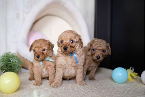 成約済の滋賀県のトイプードル-70421の4枚目