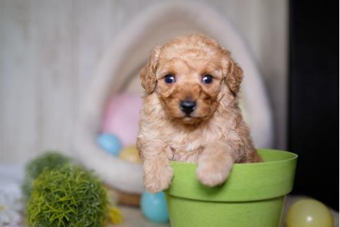 成約済の滋賀県のトイプードル-70421の3枚目