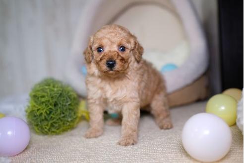 成約済の滋賀県のトイプードル-70421の2枚目